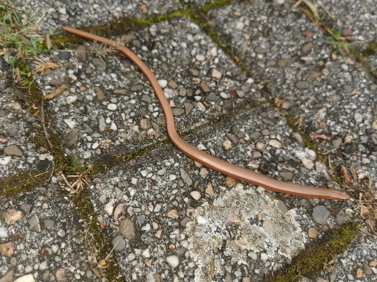 Gelsenkirchen: Ein Mann findet eine Blindschleiche in seinem Garten. 