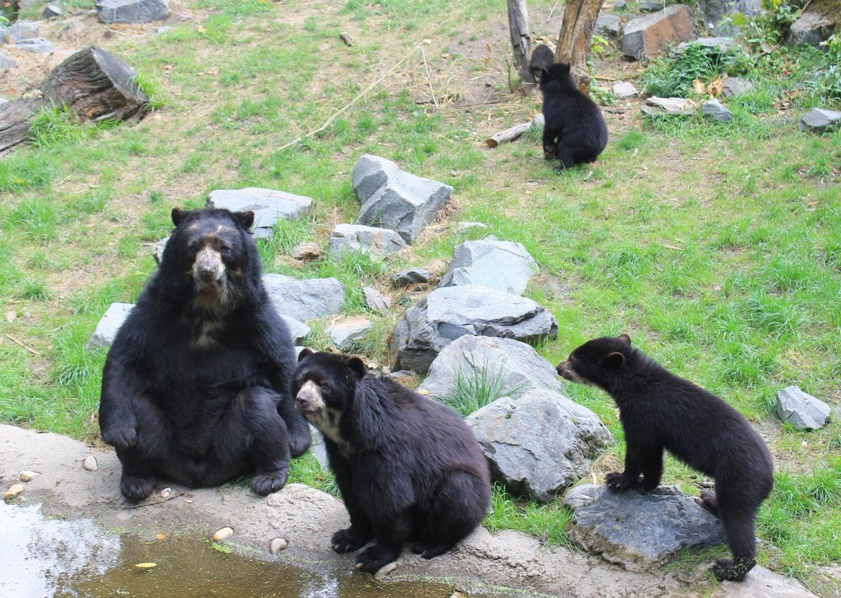 brillenbaeren-zoo-duisburg.JPG