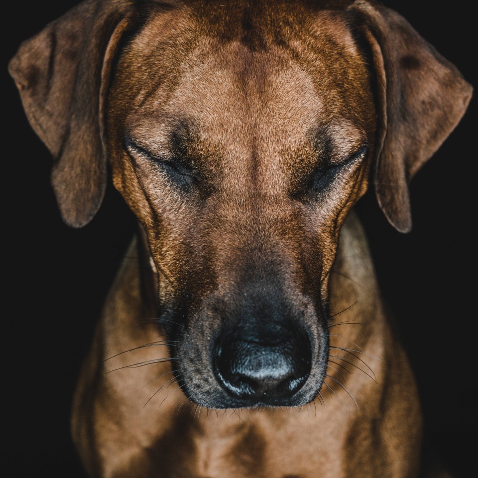 Sinnloses Geböller kostete einen Hund in München das Leben. (Symbolbild)