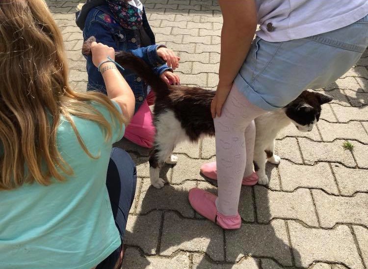 Essen: Auch bei den Kindern sind die Hofkatzen beliebt.