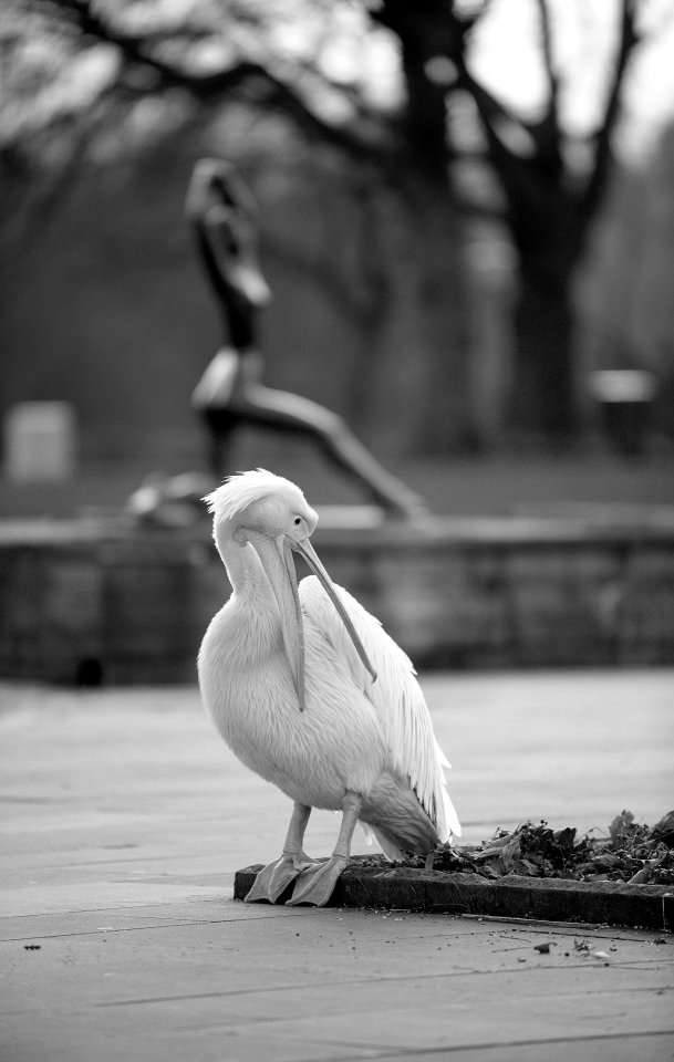 grugapark-essen-pelikan-pedro.JPG