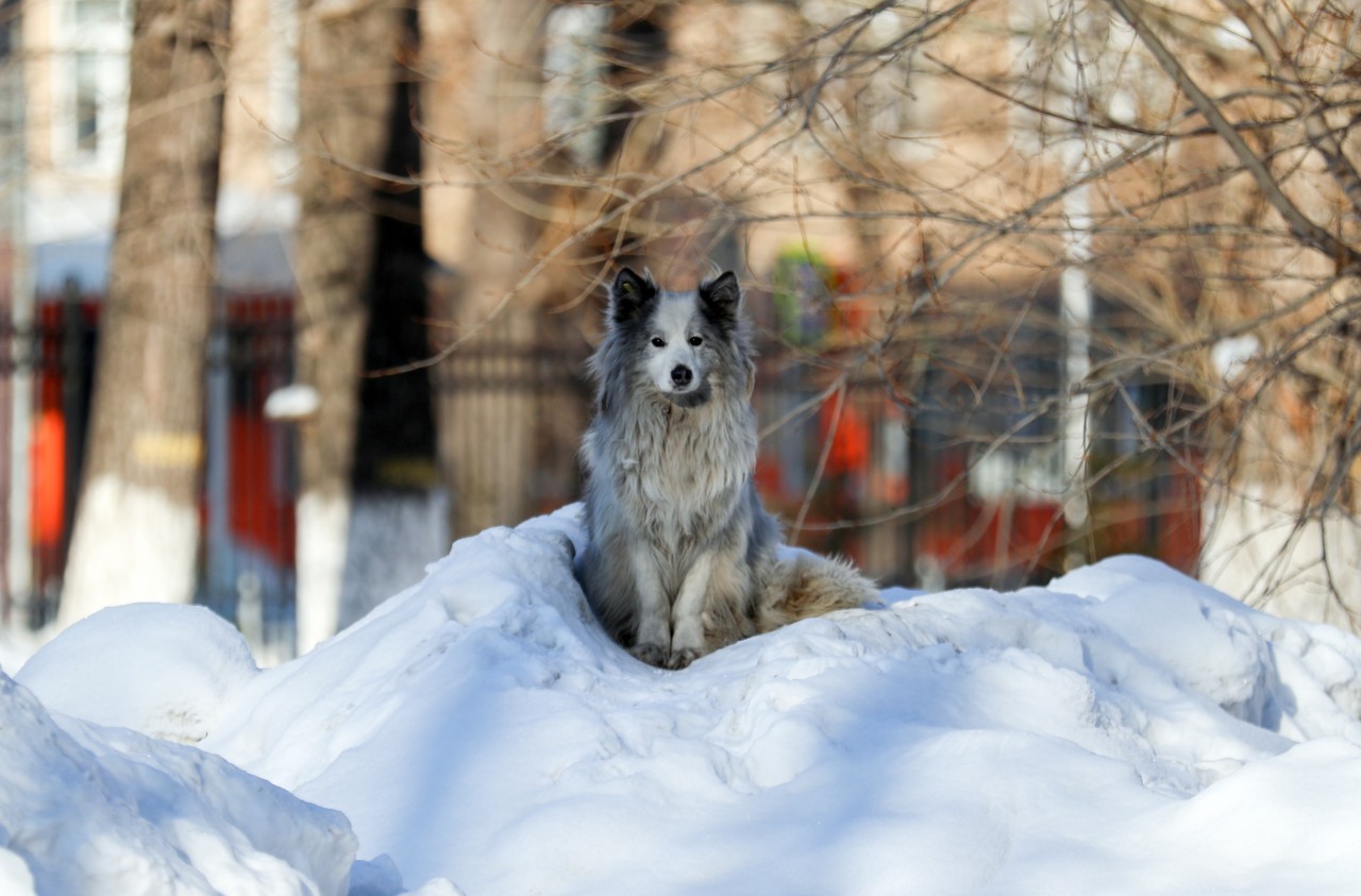 Hachiko wartet schon seit 2020 auf sein Herrchen – vergebens.