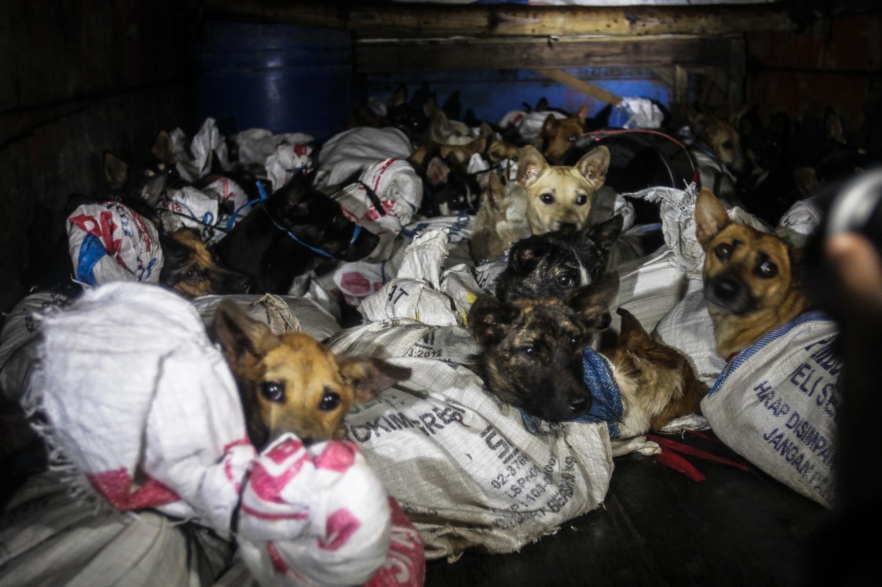 53 Hunde werden in Indonesien vor der Schlachtbank gerettet.