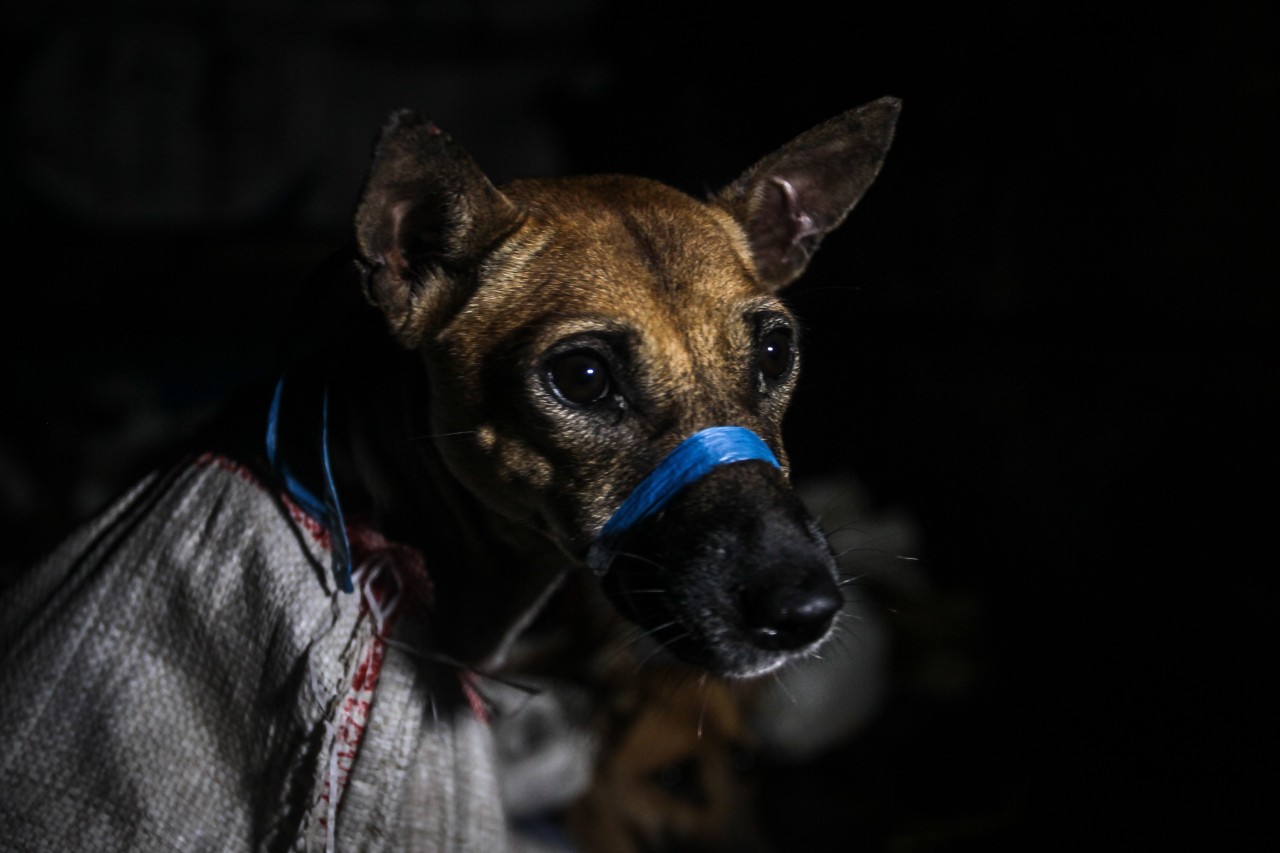 Hund: Tierschützerin auf verzweifelter Mission – „das waren wirklich Säcke voller Knochen“