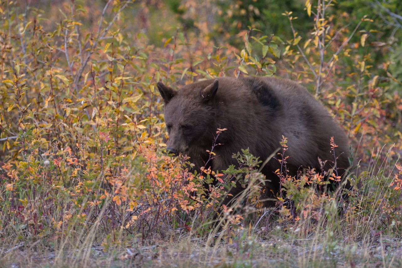 Mit einem Hund verwechselt: Ein Schwarzbär, hier in der kanadischen Wildniss. 