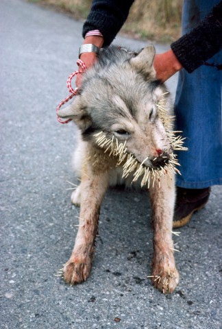 Ein Hund hat sich mit einem Stachelschwein angelegt... (Symbolbild)