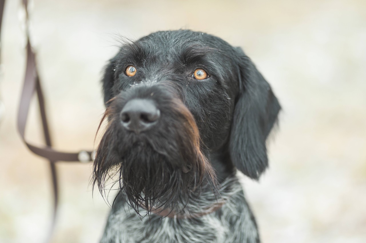 Der Hund einer Politikerin wurde offenbar brutal getötet. (Symbolbild)