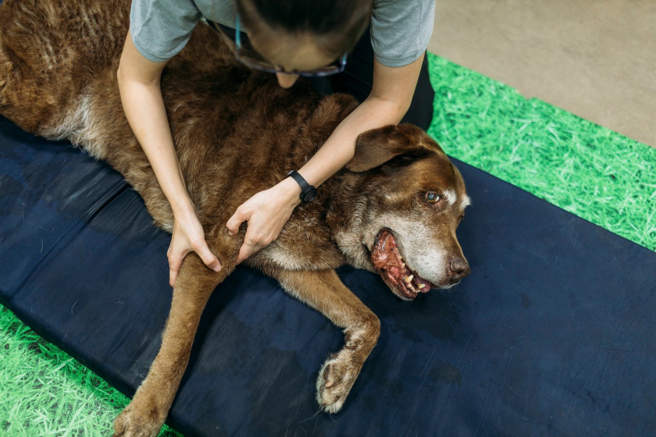 Ein Hund aus den USA hat etwas gefressen, was ihm gar nicht gutgetan hat. (Symbolbild)