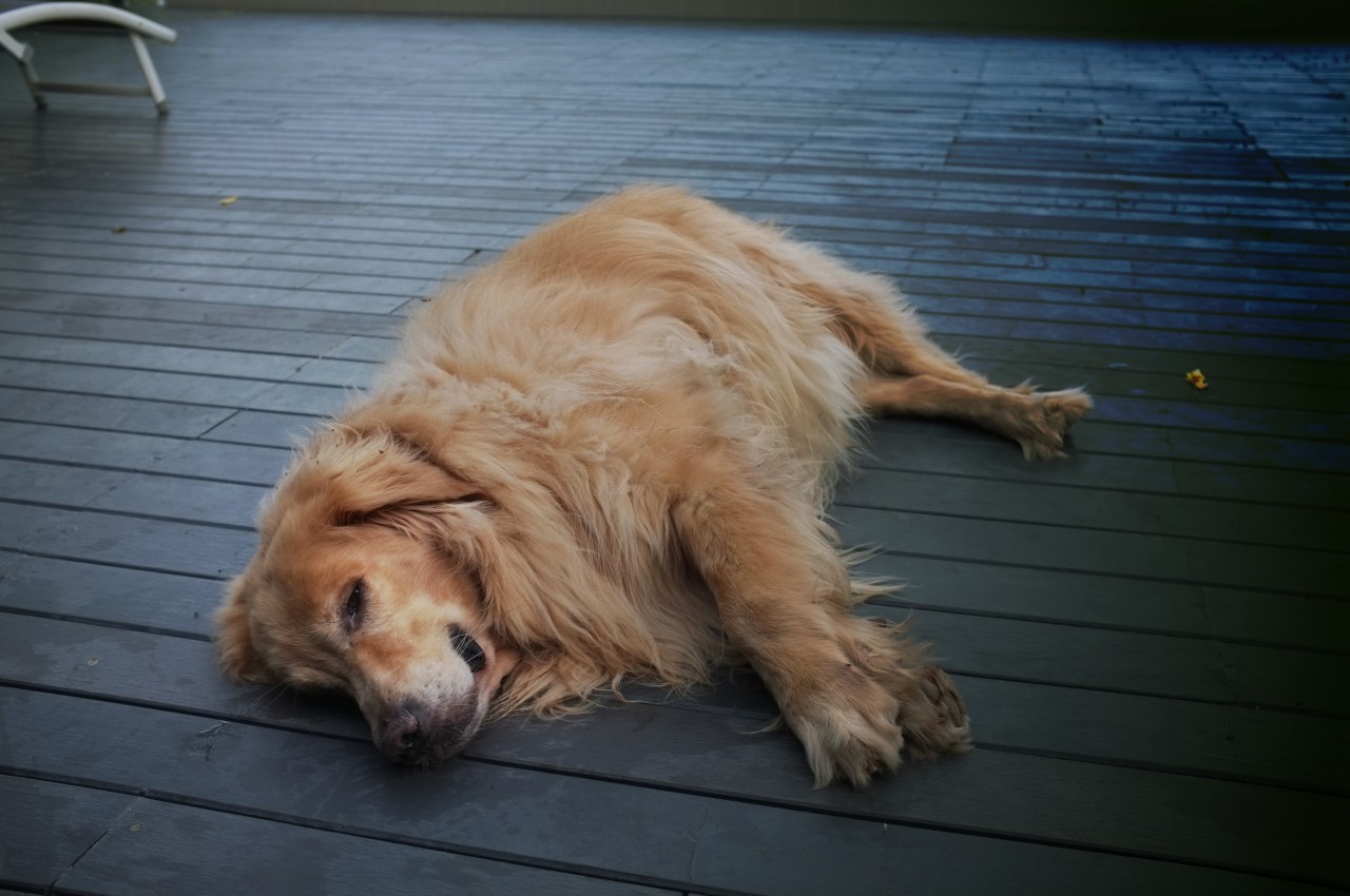 Hund: Eine Familie hat die sterblichen Überreste ihres geliebten Familienvierbeiners an der Straße gefunden. (Symbolbild)