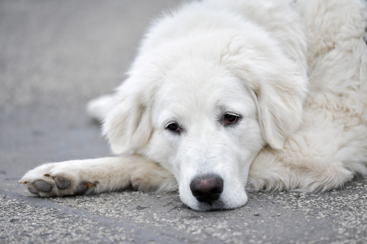 Ein Pärchen sucht seinen Hund – und erhält einen herzlosen Brief! (Symbolbild)