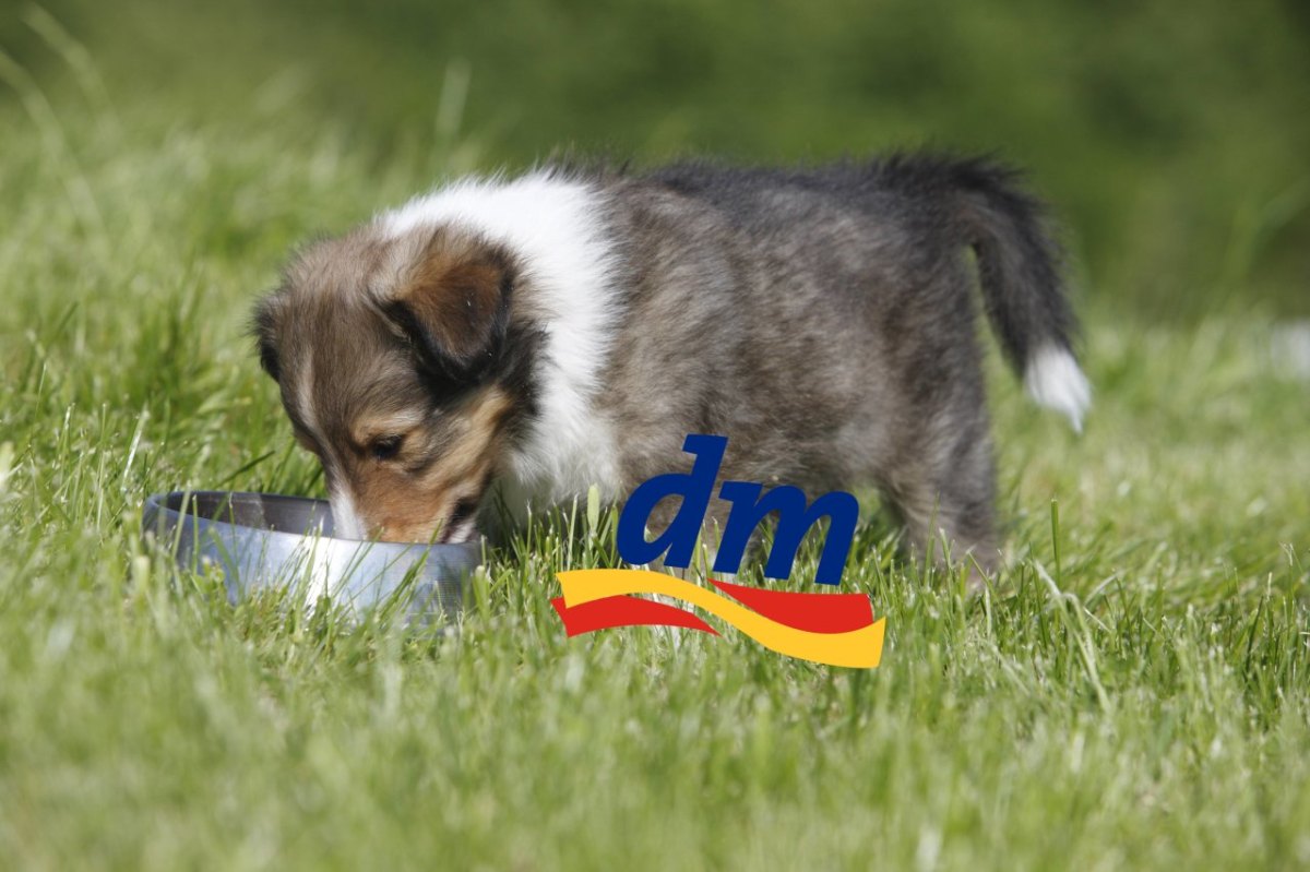 hund dm logo.jpg