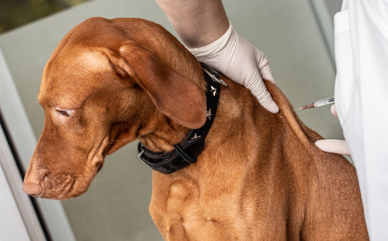 Ein Hund erhält eine Tollwut-Impfung. (Symbolbild)