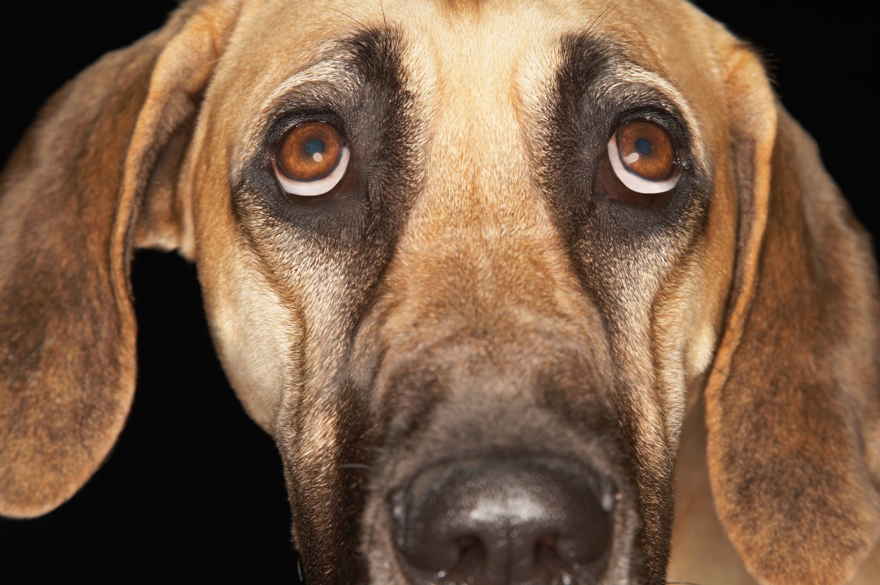 Ein Hund ist in Essen unerwartet in eine Stresssituation geraten, die man laut seiner Halterin hätte vermeiden können. (Symbolfoto)