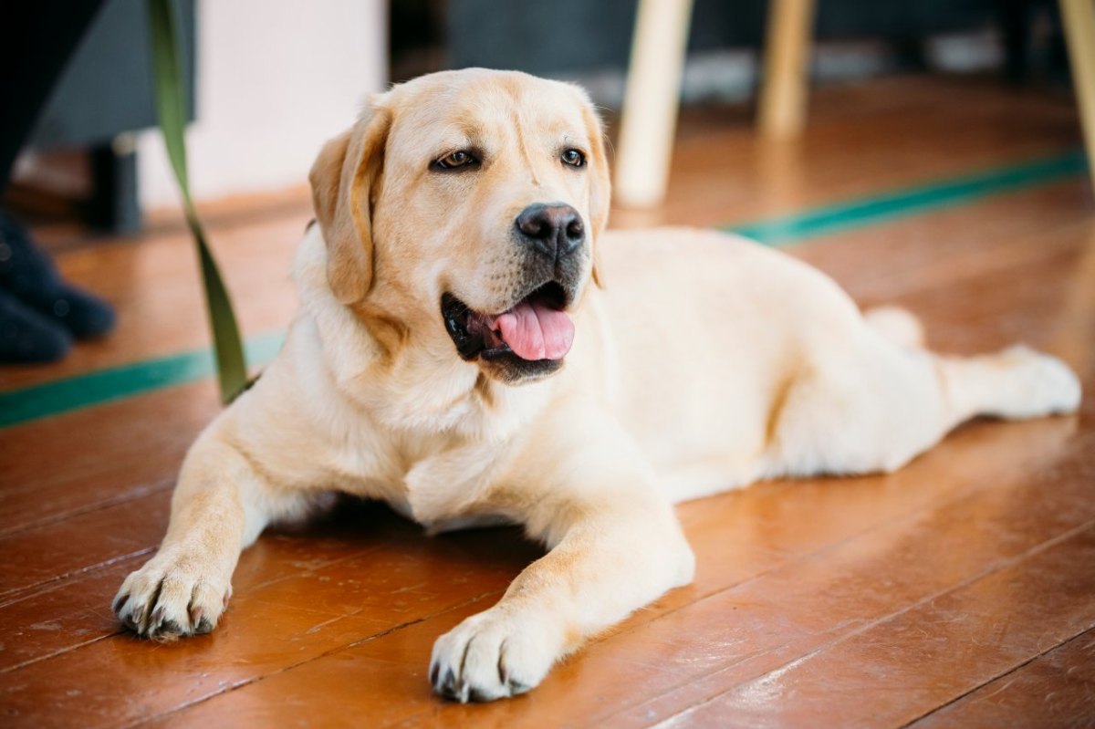 hund-labrador.jpg