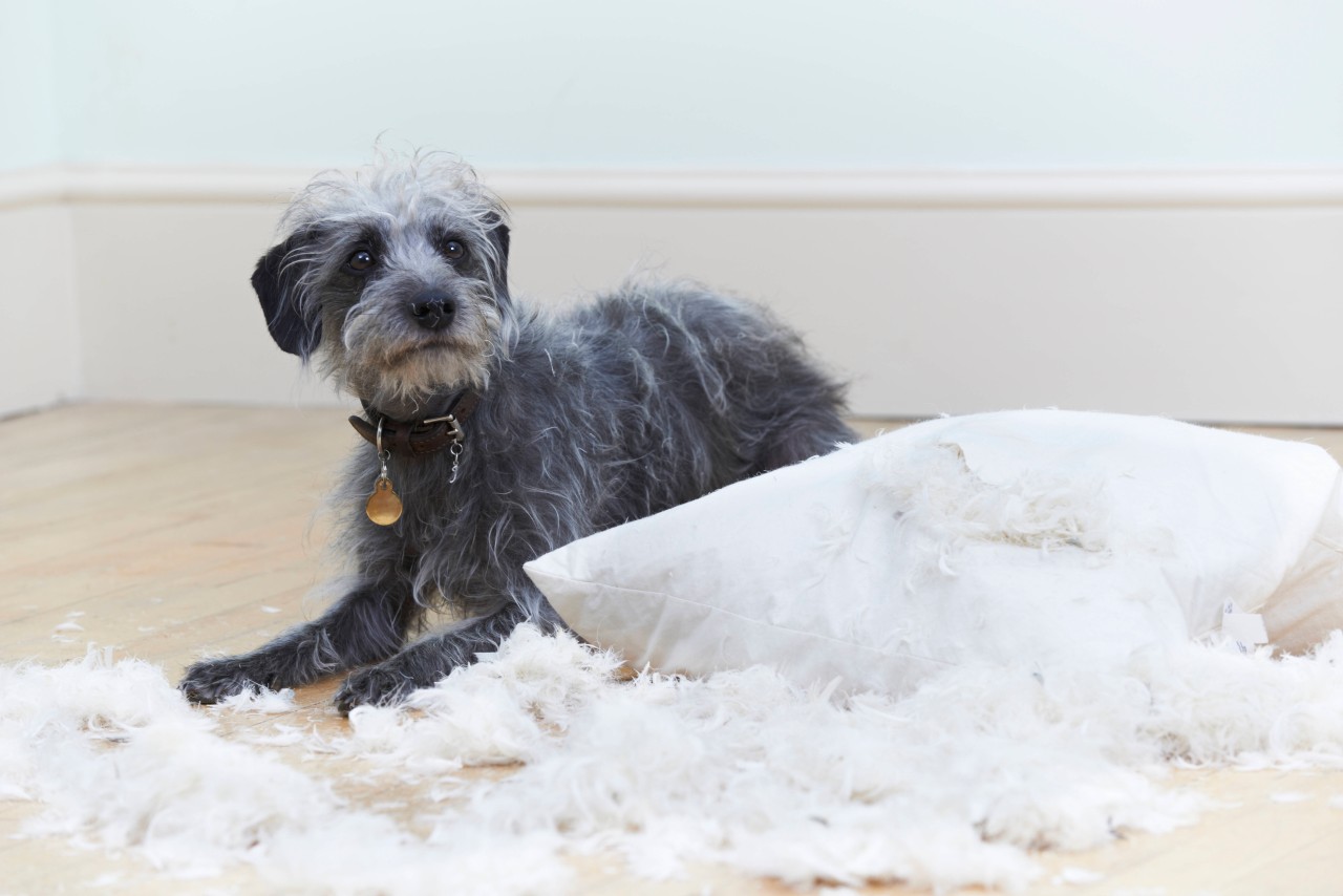 Hund sucht Zuhause: Bei Vierbeiner Dillon geht es manchmal turbulent zur Sache.