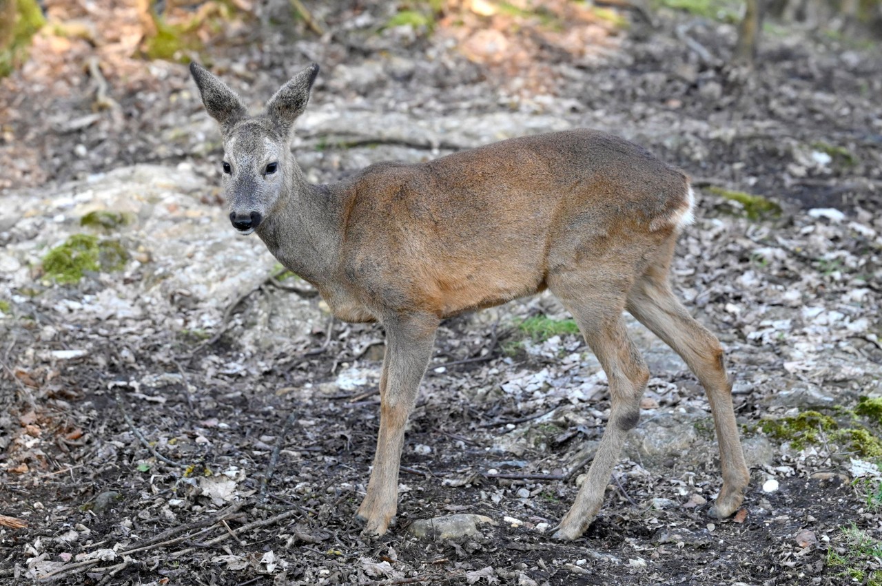 Rehe können Hunden schnell zum Opfer fallen. (Symbolbild)