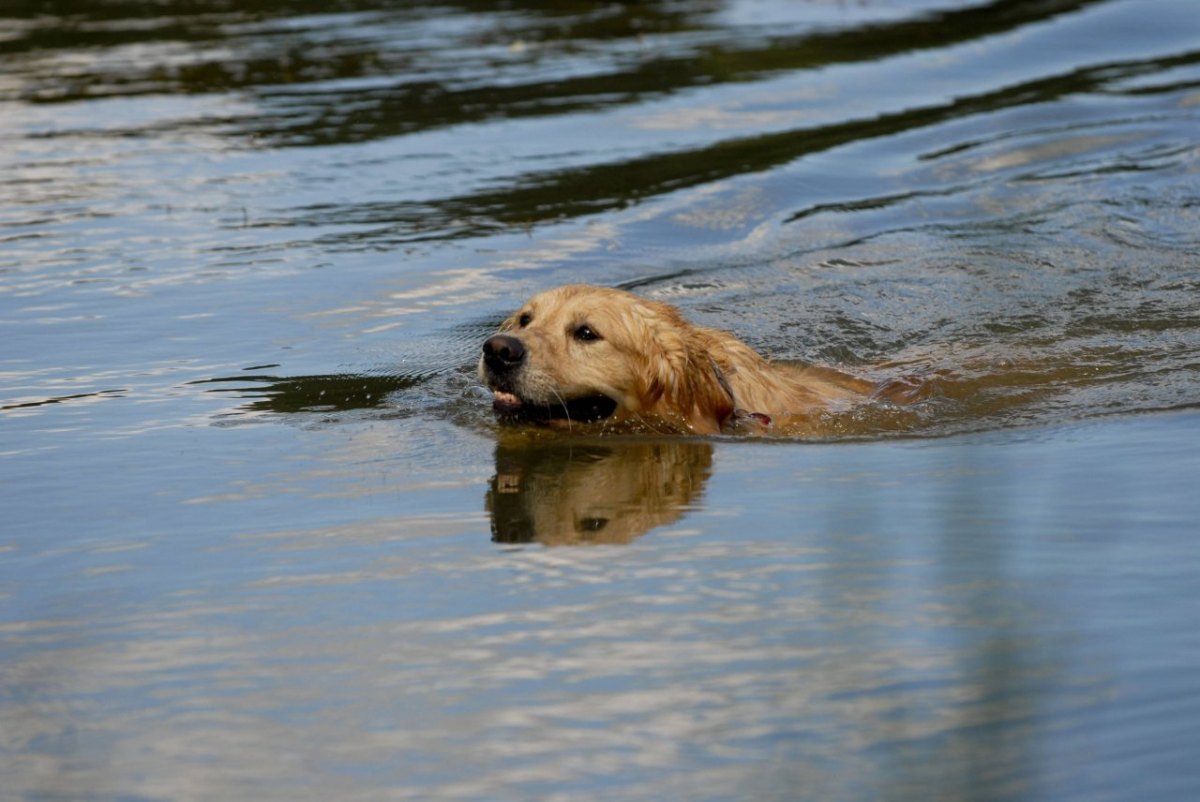 hund see.jpg