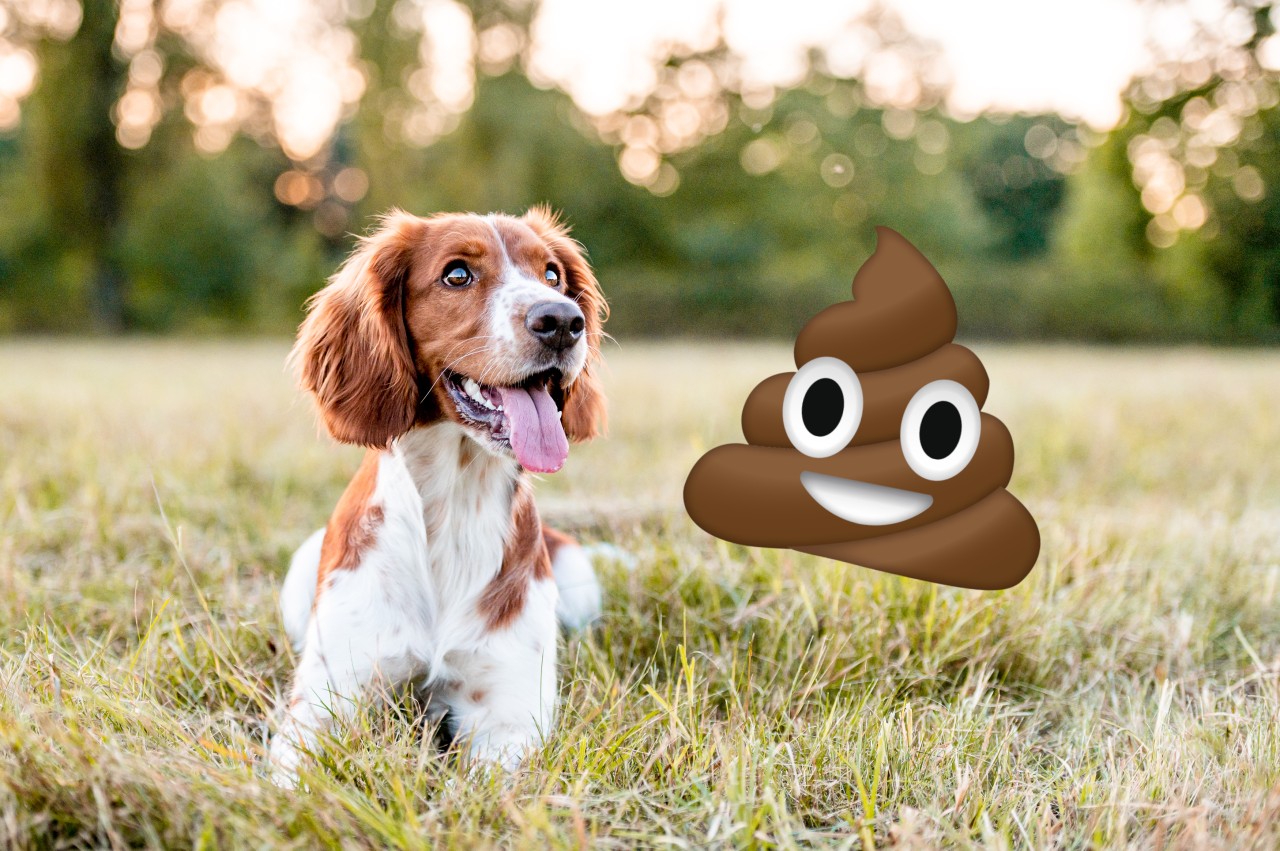 Hund: Die Häufchen des eigenen Vierbeiners zu entsorgen, kann ganz schön ekelig sein. Dafür gibt es jetzt aber eine verrückte Lösung (Symbolbild)