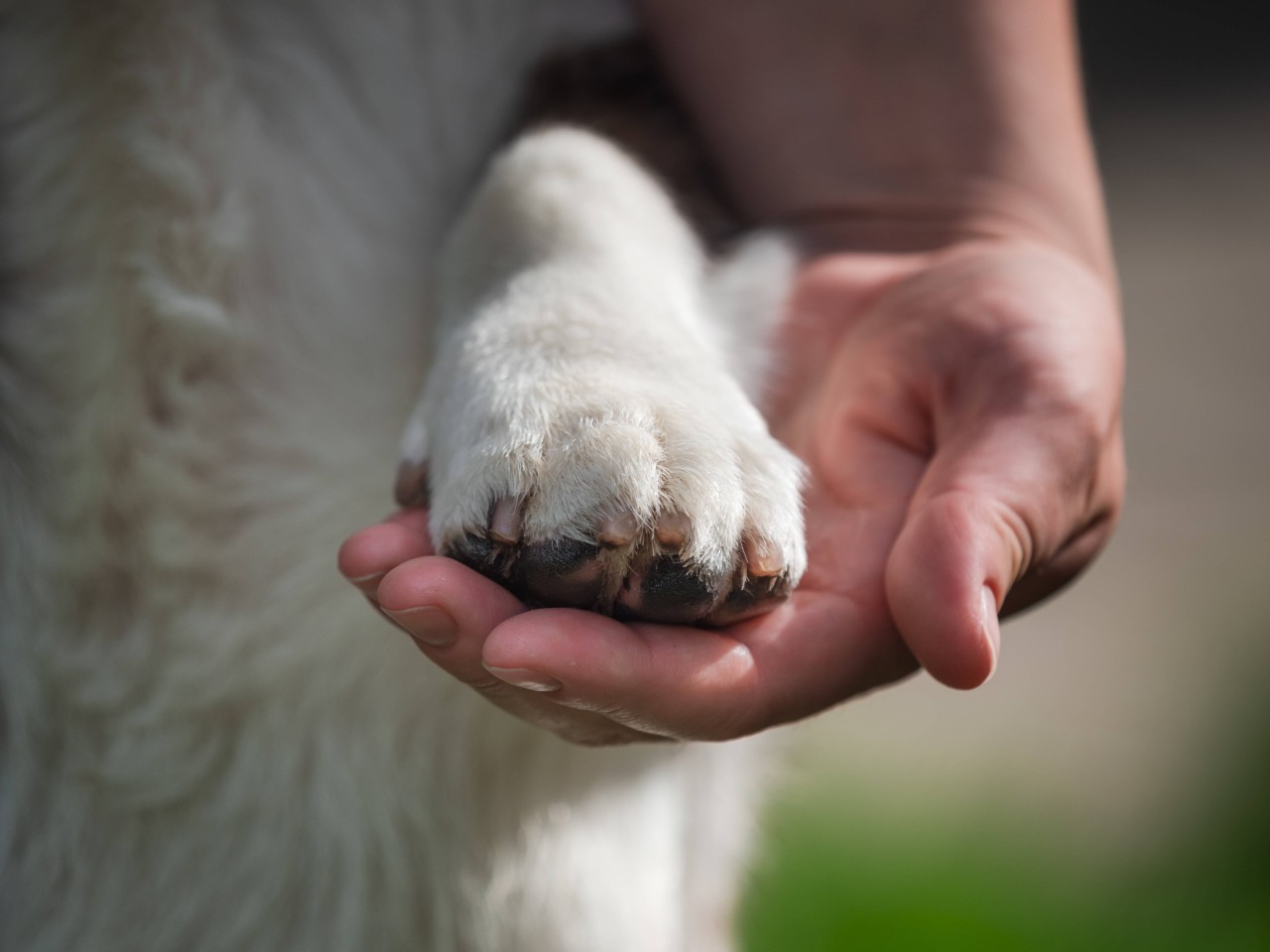 Diese Hundehalterin erlebte einen wahren Albtraum. (Symbolbild)