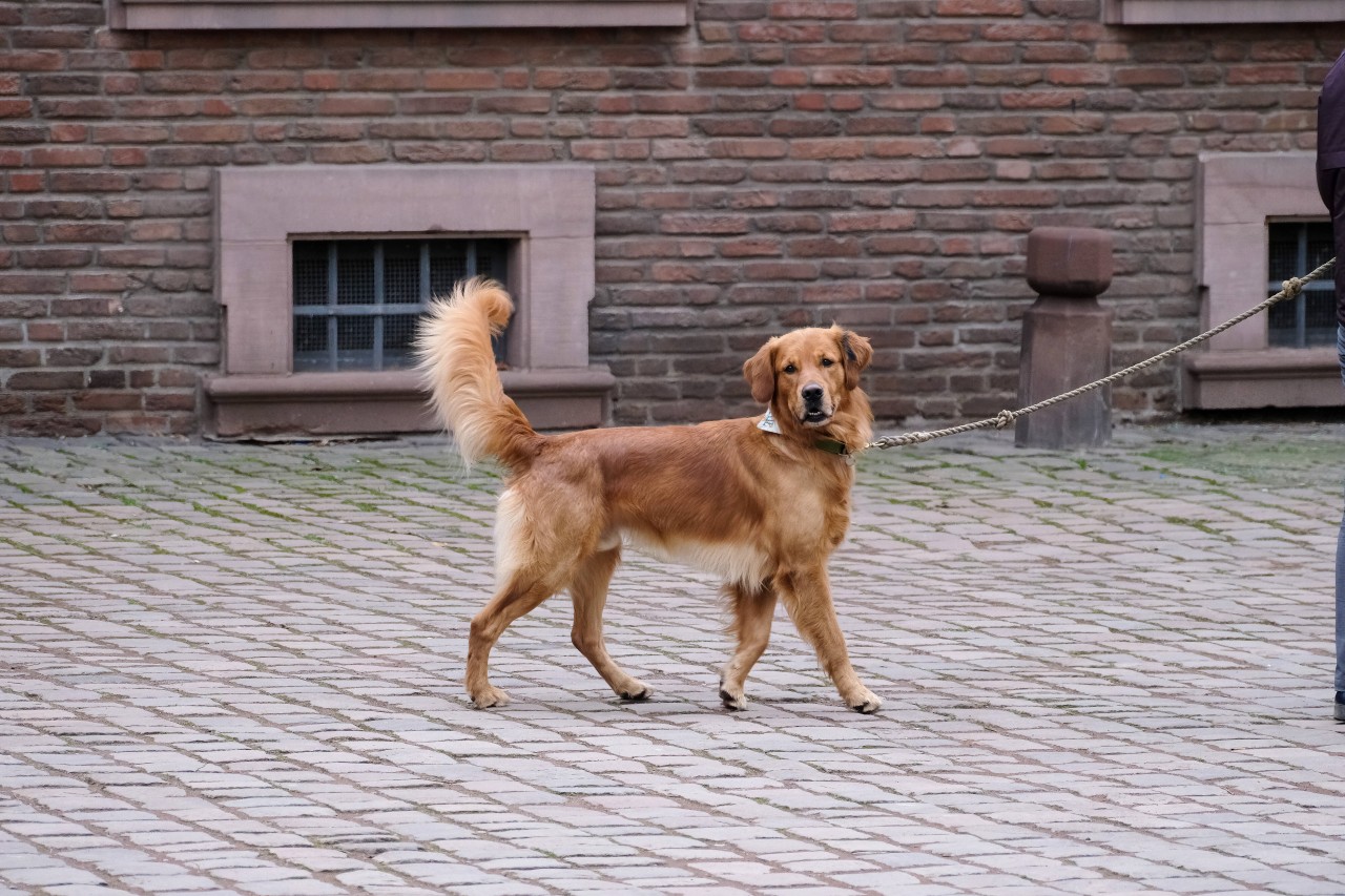 Warnung an alle Hunde-Halter! (Symbolbild)