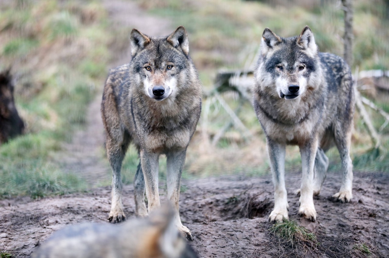 Wird der Wolf im Ruhrgebiet wieder dauerhaft heimisch? (Symbolbild)