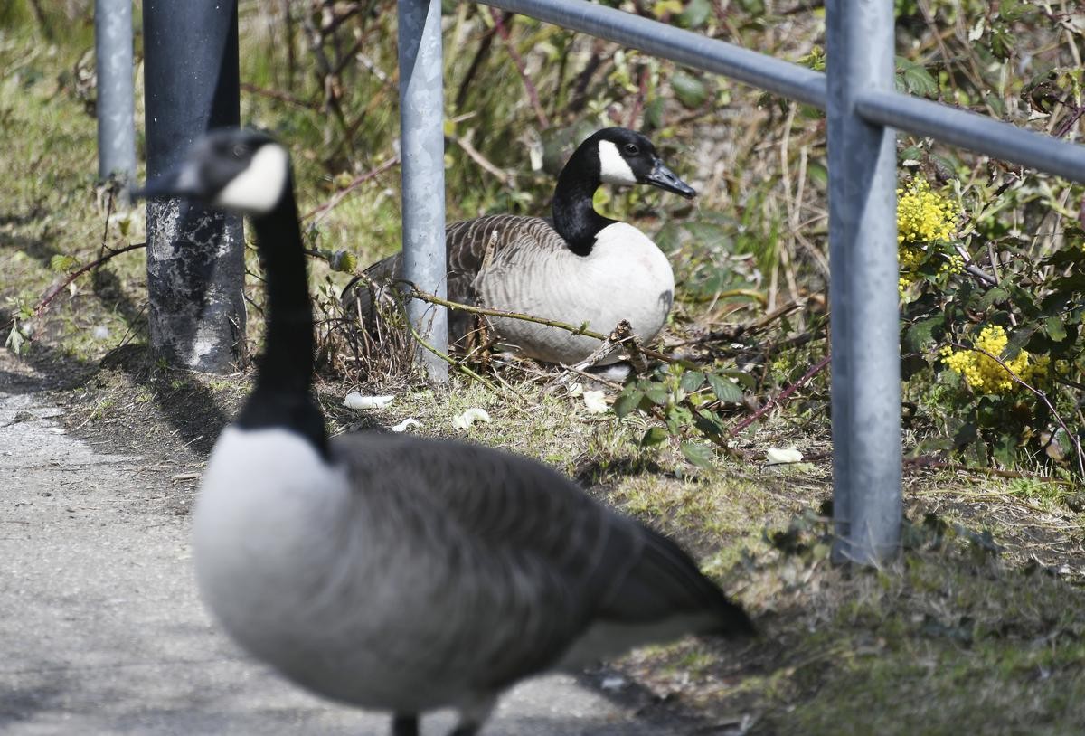 Kandagänse brüten in der MüGa. 