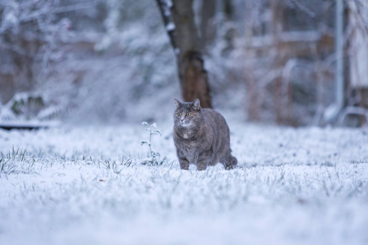 katze-im-schnee.jpg