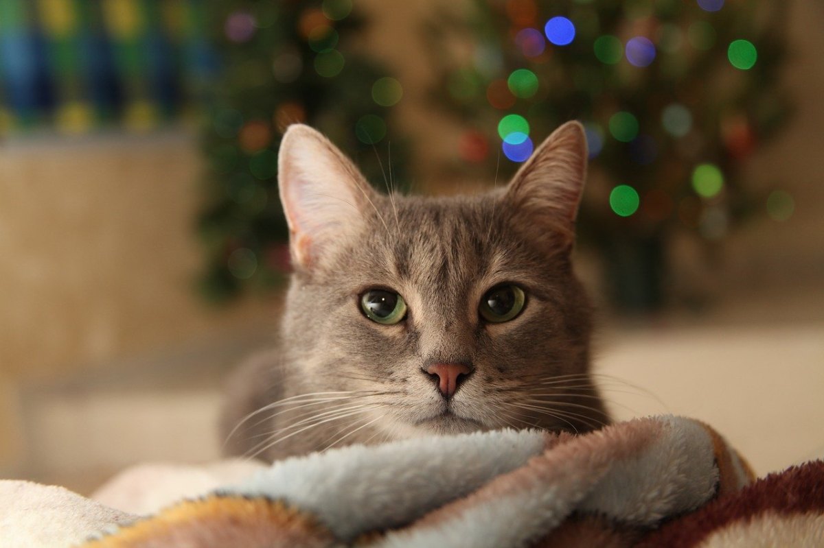 katze weihnachten silvester