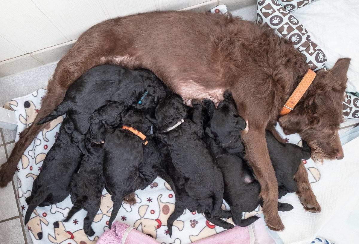 Lotta säugt ihre Babys., Ein Welpe bleibt bei Familie Stangenberg und Mama Lotta.