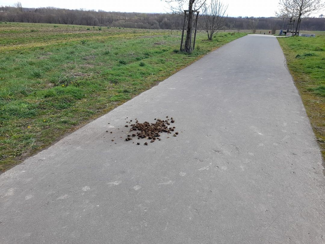 Bochum: Auf einem Rad- und Gehweg zwischen der Nörenbergstraße und dem Harpener Hellweg traf der Mann auf einen riesigen Pferde-Haufen. 