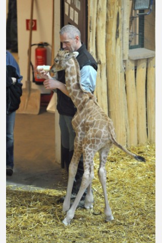 Gerade eine Tag alt ist das Giraffenbaby aus dem ...