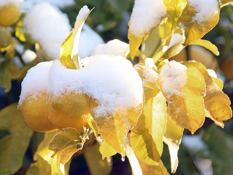 ...Limonade würde der Saft der Zitronen im Südosten Frankreichs ergeben; ähnlich malerisch zeigt sich der...