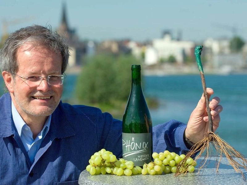 Hörde wird Weinort - wenn auch nur zu Testzwecken. Der Klimawandel macht's (vielleicht) möglich.