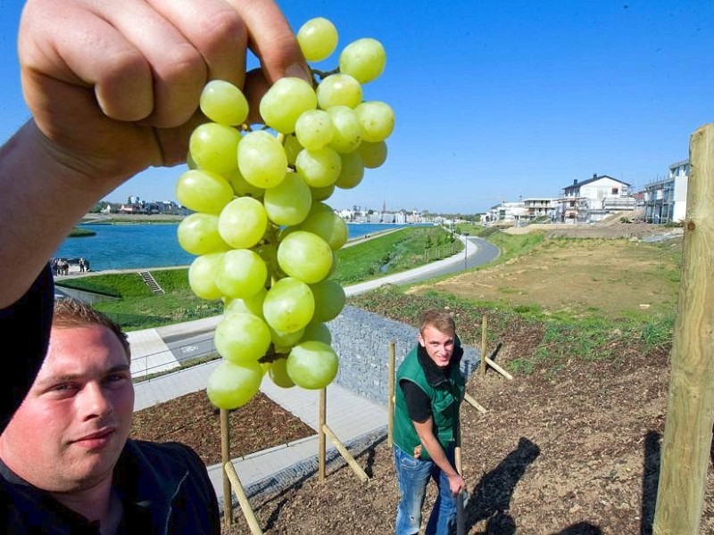 Hörde wird Weinort - wenn auch nur zu Testzwecken. Der Klimawandel macht's (vielleicht) möglich.