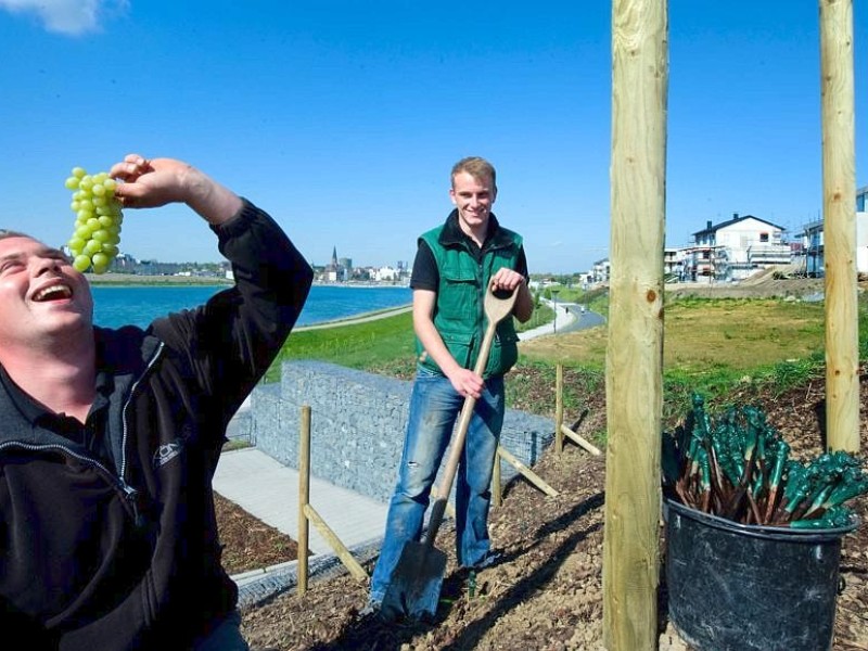 Hörde wird Weinort - wenn auch nur zu Testzwecken. Der Klimawandel macht's (vielleicht) möglich.