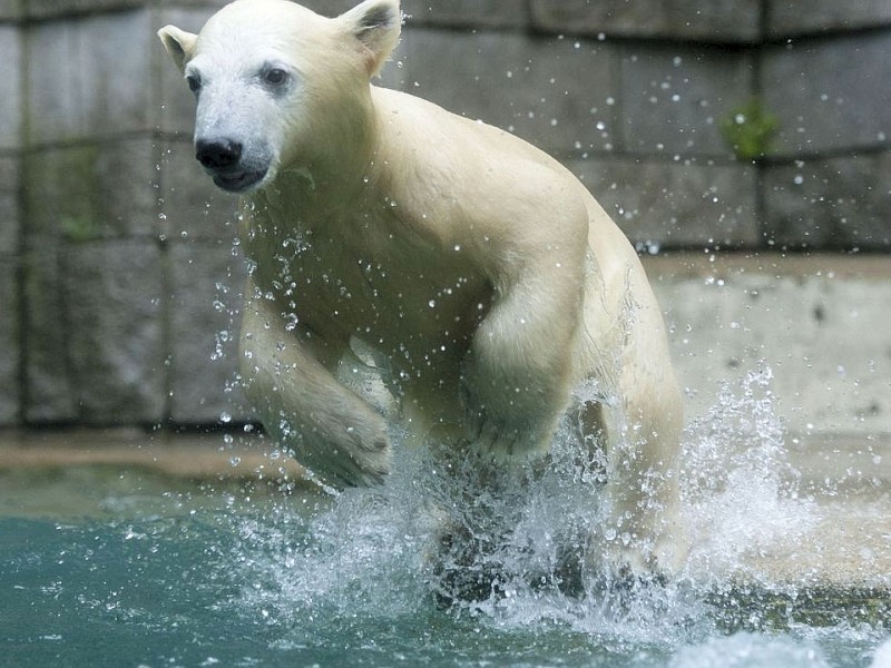 Unter der Aufsicht von Mutter Vilma erkundet das Anfang Januar geborene Eisbärmädchen Anori im Wuppertaler Zoo zum ersten Mal das große Außengehege und hat beim Plantschen im Wasser viel Spaß.