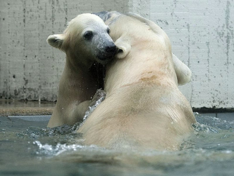 Unter der Aufsicht von Mutter Vilma erkundet das Anfang Januar geborene Eisbärmädchen Anori im Wuppertaler Zoo zum ersten Mal das große Außengehege und hat beim Plantschen im Wasser viel Spaß.