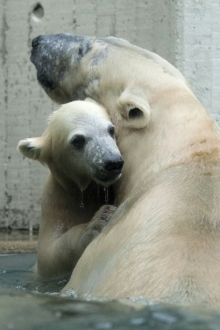 Unter der Aufsicht von Mutter Vilma erkundet das Anfang Januar geborene Eisbärmädchen Anori im Wuppertaler Zoo zum ersten Mal das große Außengehege und hat beim Plantschen im Wasser viel Spaß.