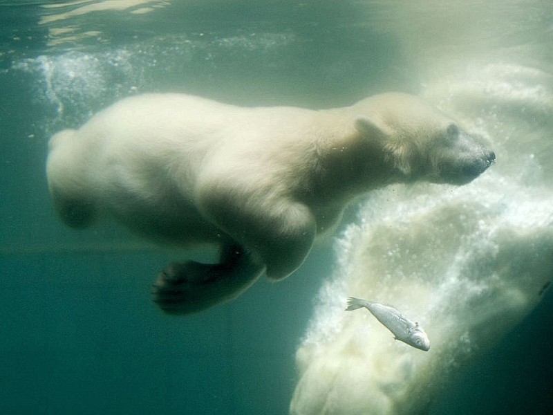 Unter der Aufsicht von Mutter Vilma erkundet das Anfang Januar geborene Eisbärmädchen Anori im Wuppertaler Zoo zum ersten Mal das große Außengehege und hat beim Plantschen im Wasser viel Spaß.