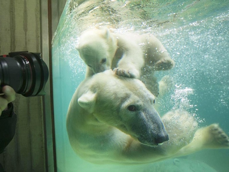 Unter der Aufsicht von Mutter Vilma erkundet das Anfang Januar geborene Eisbärmädchen Anori im Wuppertaler Zoo zum ersten Mal das große Außengehege und hat beim Plantschen im Wasser viel Spaß.