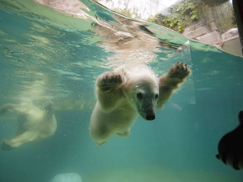 Unter der Aufsicht von Mutter Vilma erkundet das Anfang Januar geborene Eisbärmädchen Anori im Wuppertaler Zoo zum ersten Mal das große Außengehege und hat beim Plantschen im Wasser viel Spaß.