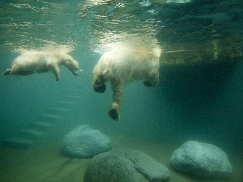 Unter der Aufsicht von Mutter Vilma erkundet das Anfang Januar geborene Eisbärmädchen Anori im Wuppertaler Zoo zum ersten Mal das große Außengehege und hat beim Plantschen im Wasser viel Spaß.