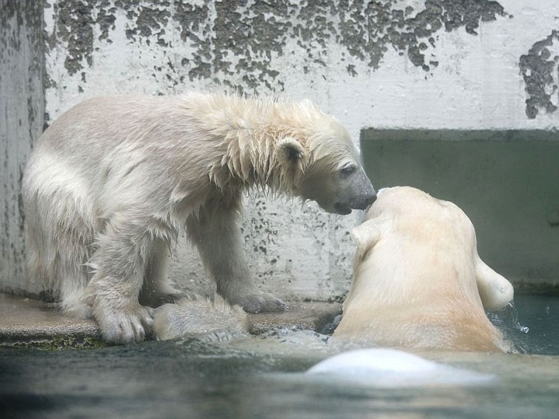 Unter der Aufsicht von Mutter Vilma erkundet das Anfang Januar geborene Eisbärmädchen Anori im Wuppertaler Zoo zum ersten Mal das große Außengehege und hat beim Plantschen im Wasser viel Spaß.