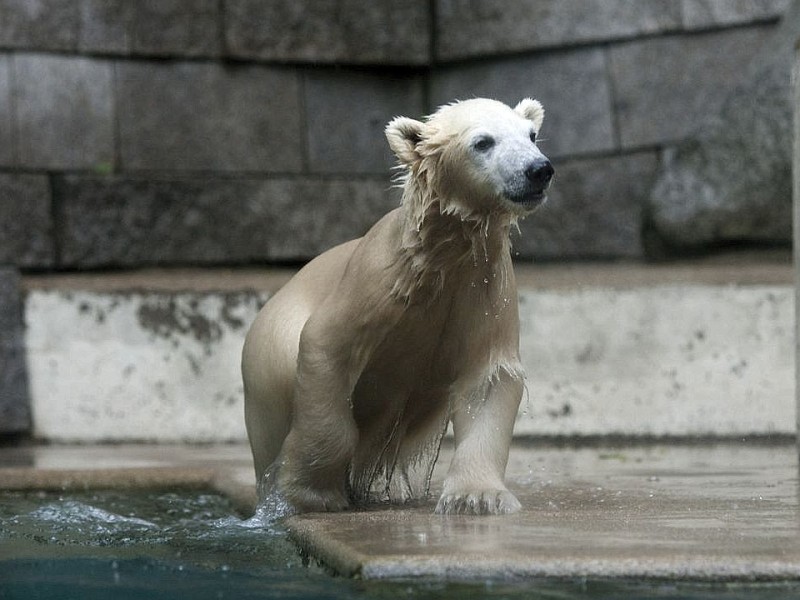 Unter der Aufsicht von Mutter Vilma erkundet das Anfang Januar geborene Eisbärmädchen Anori im Wuppertaler Zoo zum ersten Mal das große Außengehege und hat beim Plantschen im Wasser viel Spaß.