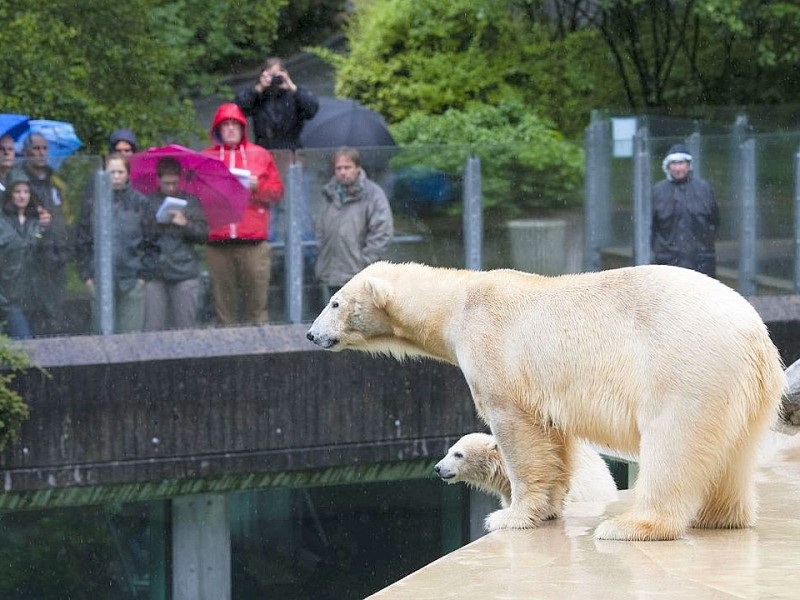 Unter der Aufsicht von Mutter Vilma erkundet das Anfang Januar geborene Eisbärmädchen Anori im Wuppertaler Zoo zum ersten Mal das große Außengehege und hat beim Plantschen im Wasser viel Spaß.