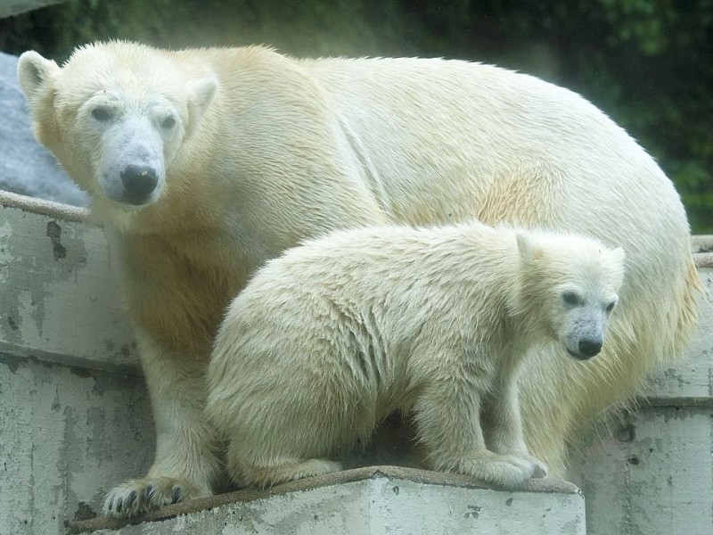 Unter der Aufsicht von Mutter Vilma erkundet das Anfang Januar geborene Eisbärmädchen Anori im Wuppertaler Zoo zum ersten Mal das große Außengehege und hat beim Plantschen im Wasser viel Spaß.