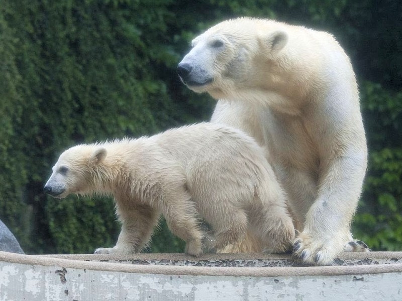 Unter der Aufsicht von Mutter Vilma erkundet das Anfang Januar geborene Eisbärmädchen Anori im Wuppertaler Zoo zum ersten Mal das große Außengehege und hat beim Plantschen im Wasser viel Spaß.