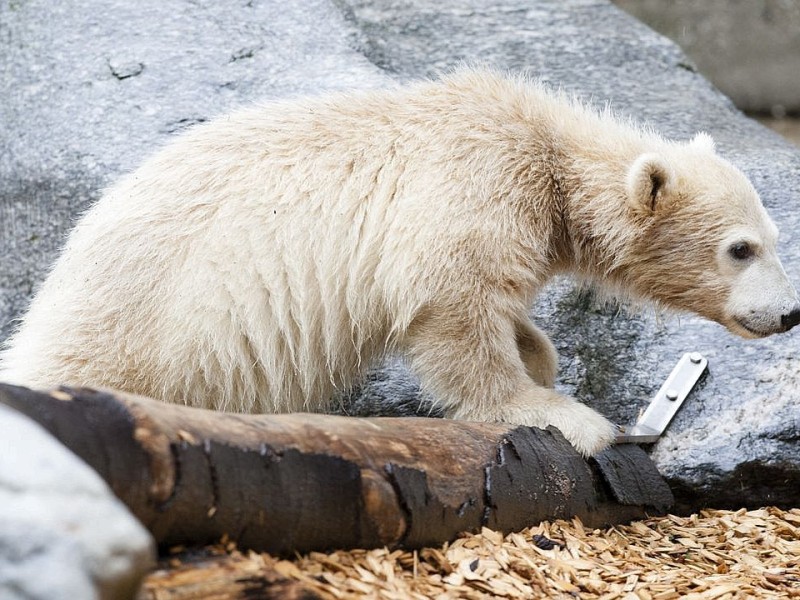 Unter der Aufsicht von Mutter Vilma erkundet das Anfang Januar geborene Eisbärmädchen Anori im Wuppertaler Zoo zum ersten Mal das große Außengehege und hat beim Plantschen im Wasser viel Spaß.