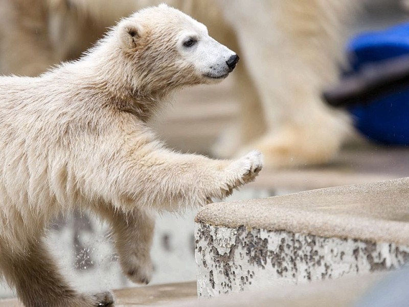 Unter der Aufsicht von Mutter Vilma erkundet das Anfang Januar geborene Eisbärmädchen Anori im Wuppertaler Zoo zum ersten Mal das große Außengehege und hat beim Plantschen im Wasser viel Spaß.