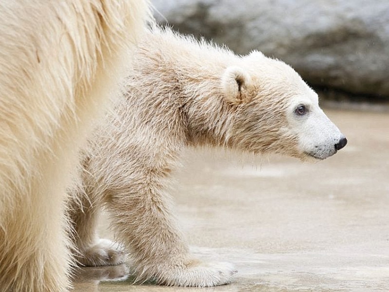 Unter der Aufsicht von Mutter Vilma erkundet das Anfang Januar geborene Eisbärmädchen Anori im Wuppertaler Zoo zum ersten Mal das große Außengehege und hat beim Plantschen im Wasser viel Spaß.